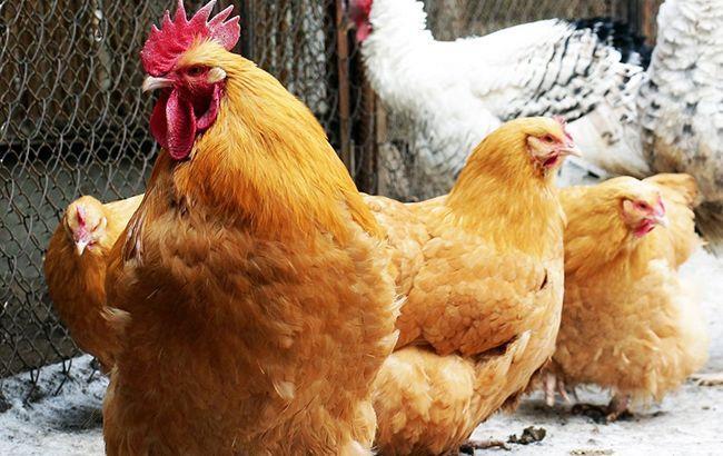 ОАЭ сняли ограничения на импорт курятины из Украины