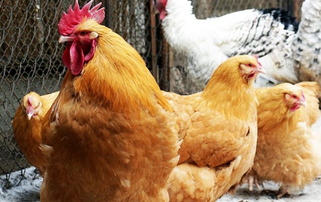 Ирландия заинтересована в импорте украинской птицы