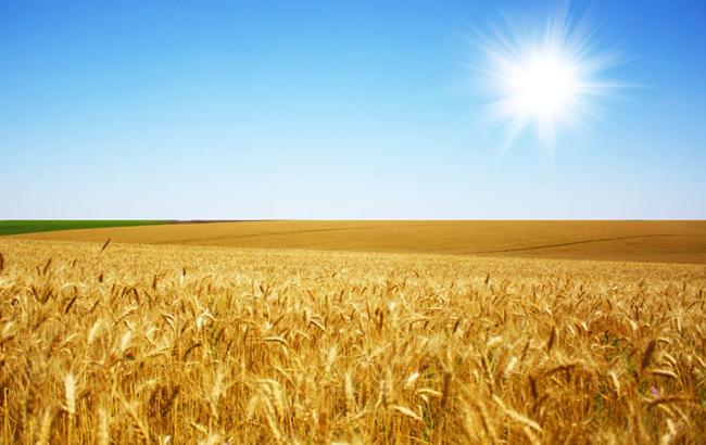 МинАП: ранние зерновые посеяны на 67%