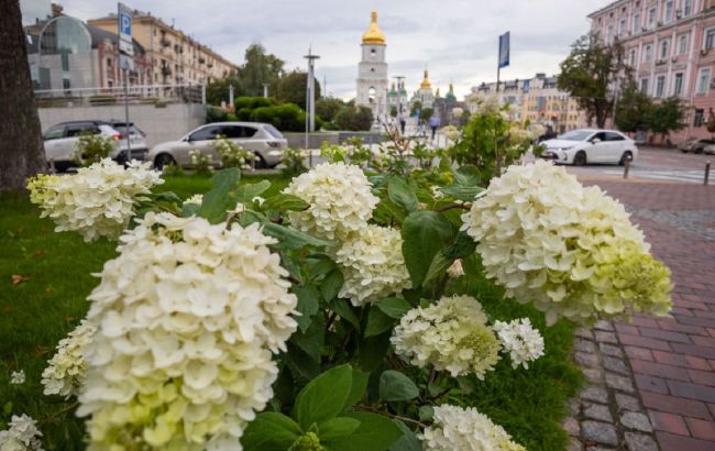 У центрі Києва в особливому сквері зацвіли гортензії: неймовірні фото