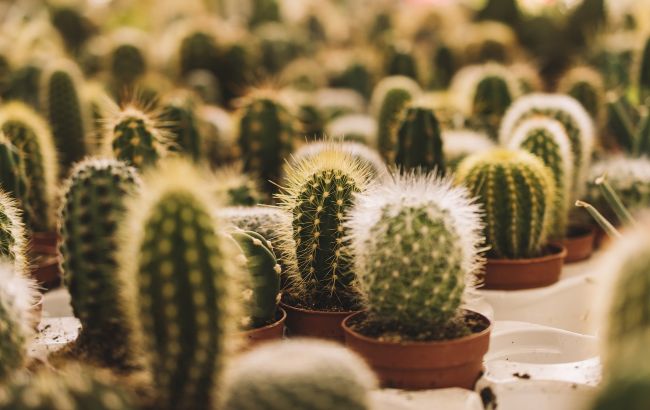 Чи справді кактус на столі захищає від радіації? Нарешті розкрито всю правду