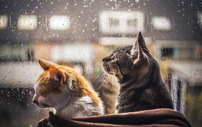 Погода на сьогодні: В Україні переважно дощ, температура повітря до +19