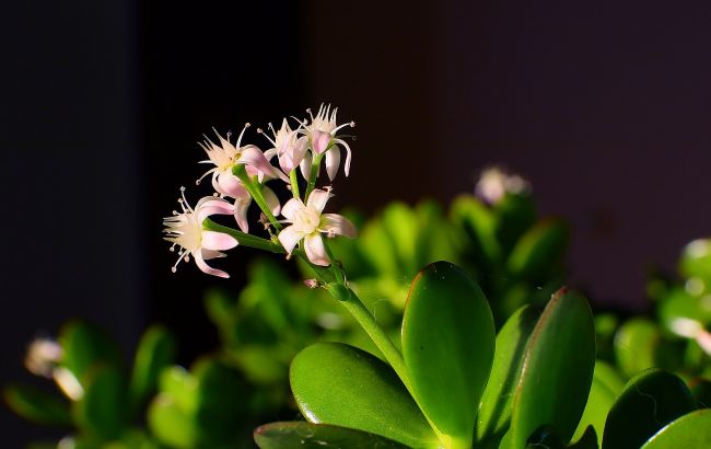Эти комнатные растения помогут вам снять стресс, тревожность и усталость