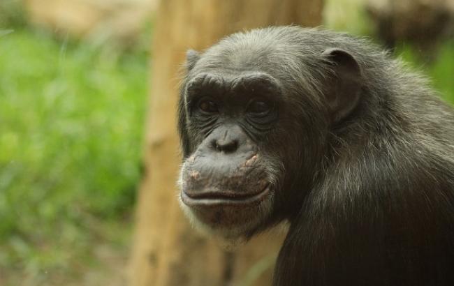 В Бердянске забавная обезьяна "влюбилась" в сотрудницу зоопарка (видео)