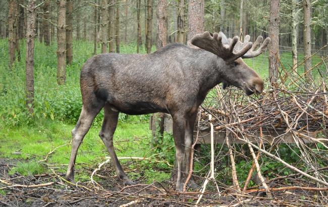 Под Киевом произошла авария из-за лося, прыгнувшего на машину