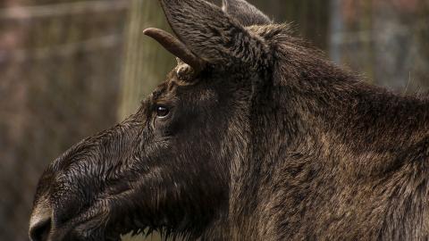 Здерли шкуру і викинули нутрощі: під Києвом браконьєри жорстоко вбили вагітну лосиху