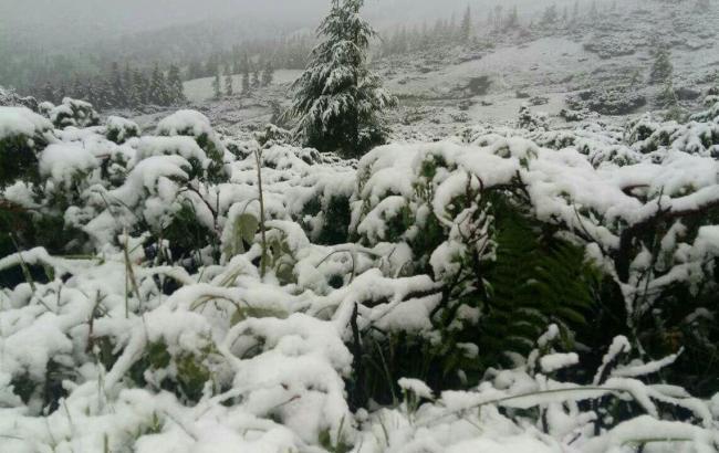 "С первым летним снегом": похолодание в Карпатах вызвало ажиотаж в сети (фото)