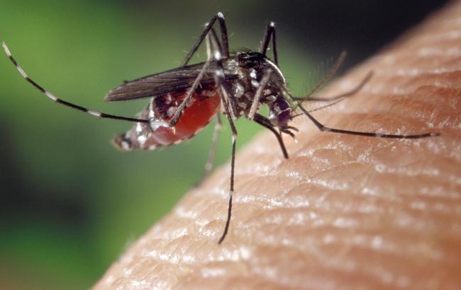 Медики розповіли, якій групі крові "надають перевагу" комарі