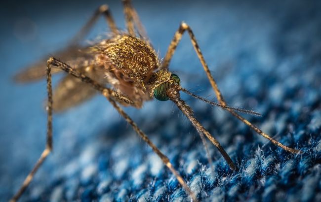 Лікарі назвали групу крові, яку найбільше "люблять" комарі