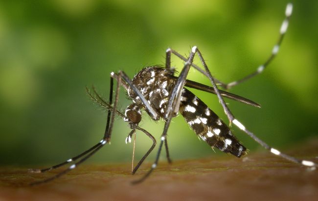 На популярном курорте в Украине нашествие назойливых комаров: залетают даже в уши (видео)