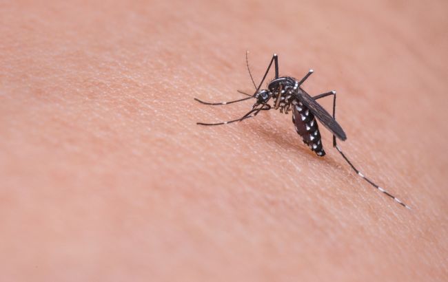 Вчені з'ясували, яку групу крові найбільше люблять комарі