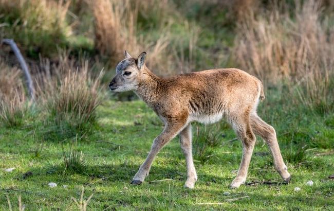 В зоопарке на Прикарпатье самка муфлона родила малыша