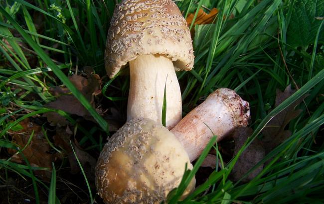 Смертельна НП: під Одесою багатодітна сім'я отруїлася грибами