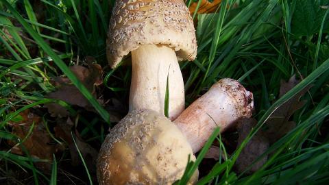 У Волинській області дитина померла від отруєння грибами