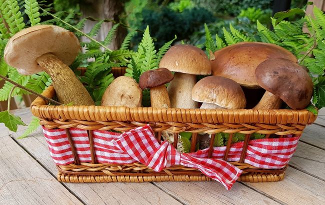 Диетологи назвали самый полезный гриб: заменит мясо, поможет сердцу и защитит от онкологии