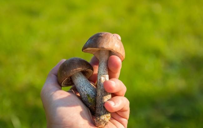 У Тернопільській області не змогли врятувати 10-річну дитину від отруєння грибами