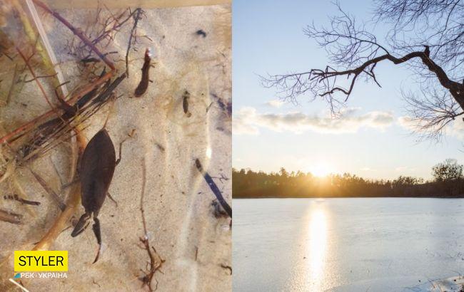В Киеве на озере обнаружили скорпиона: отдыхающих просят быть осторожными (фото)