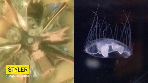 В реке Днепр под Черкассами обнаружили медуз: видео микроскопических жителей