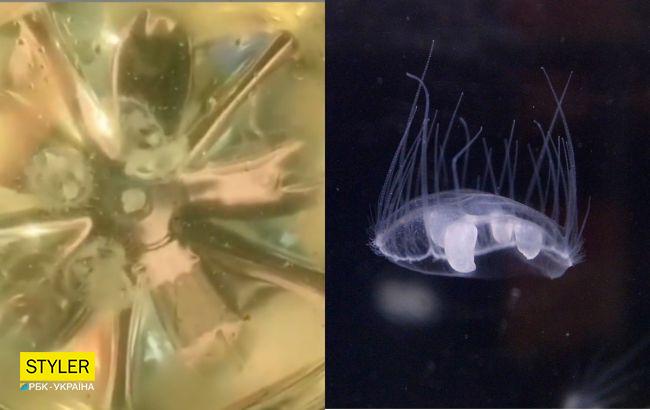 В реке Днепр под Черкассами обнаружили медуз: видео микроскопических жителей