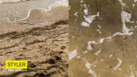 Трупы медуз и "зеленый" пляж: туристы показали отдых в Счастливцево (видео)