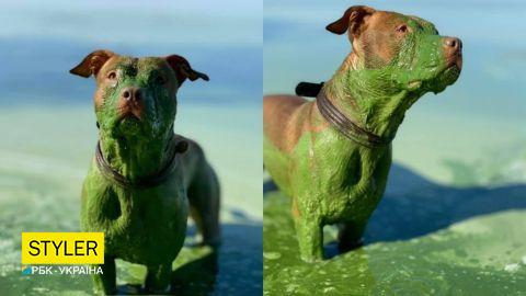 После купания в Днепре рыжий пес стал полностью зеленым: впечатляющие фото