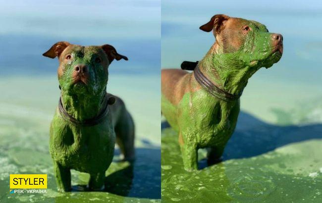 После купания в Днепре рыжий пес стал полностью зеленым: впечатляющие фото