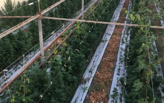 Запорожские "копы" нашли  поле элитной марихуаны на 15 млн грн