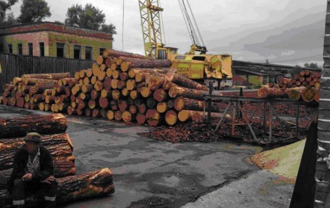 У Київській області викрили схему незаконної вирубки лісів