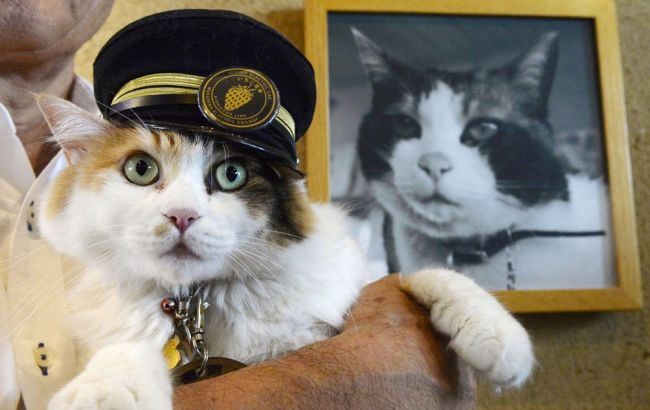 Японская железнодорожная компания выбрала новую кошку-смотрителя станции