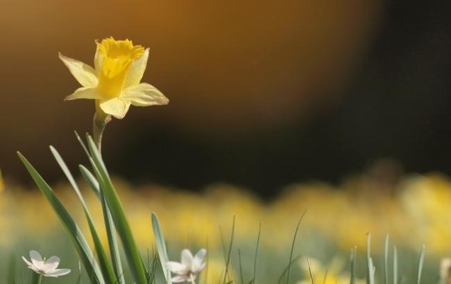 На Закарпатье зацвела долина нарциссов