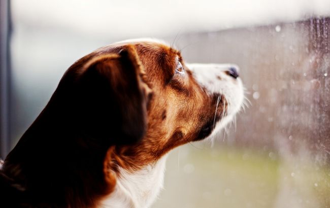 Погода на завтра: в Украине местами дожди, температура до +29