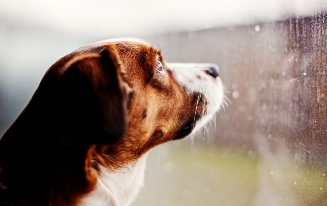 Погода на сегодня: в Украине дожди, температура до +8