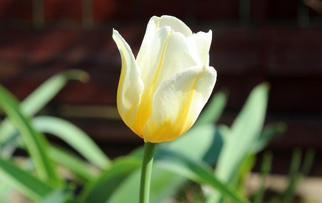 24 квітня: свята і важливі події на цей день