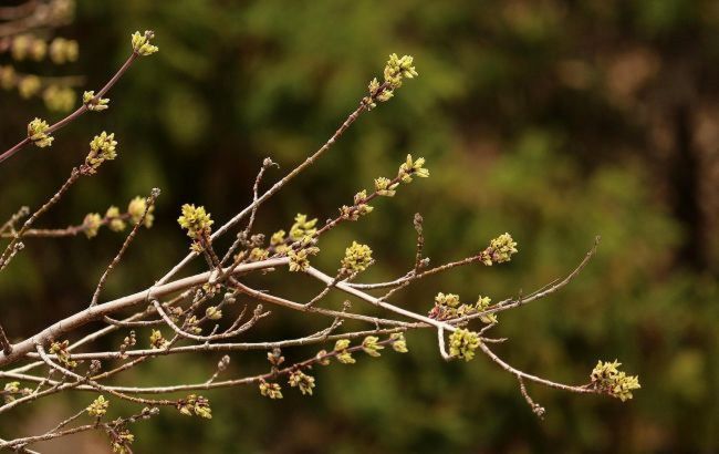 До +17 і без опадів: якою буде погода в останній день березня