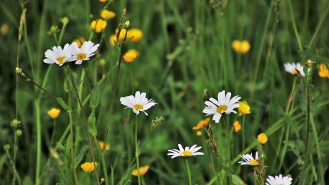 Жара до +33: синоптики уточнили прогноз на среду