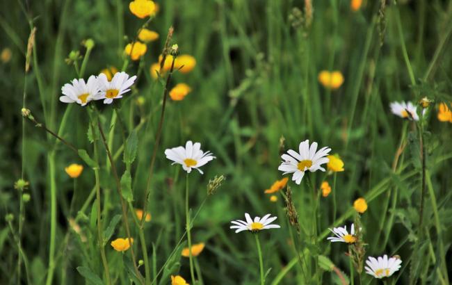 Жара до +33: синоптики уточнили прогноз на среду