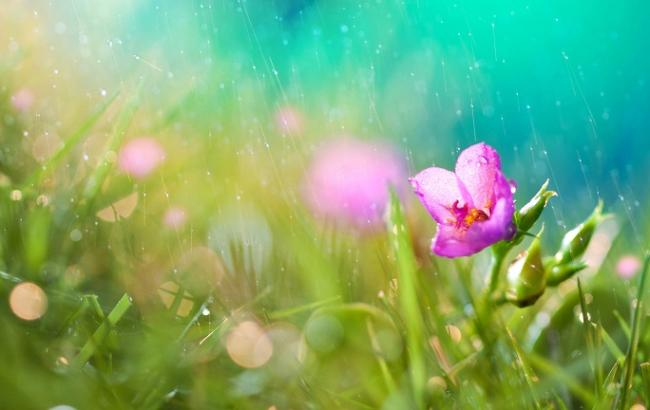 Погода на сегодня: в Украине местами дожди, температура до +33