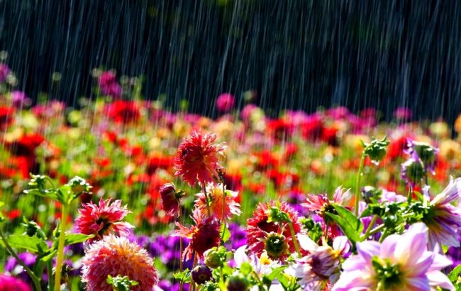 Погода на завтра: на всей территории Украины дожди, температура до +29