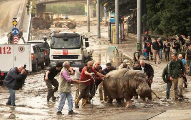 В районе Тбилисского зоопарка на человека напал лев