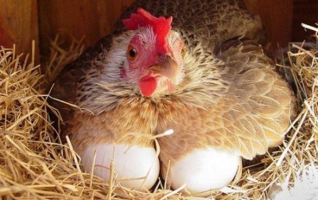 В Британії дізналися, що з’явилося першим – курка чи яйце