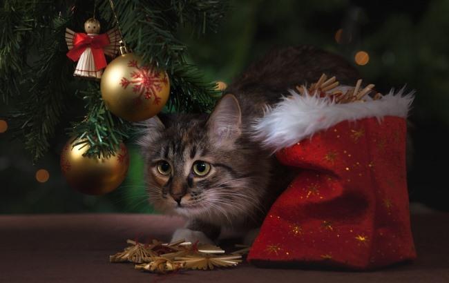 Новый год 2018: дизайнер дала украинцам 10 важных советов по украшению елки