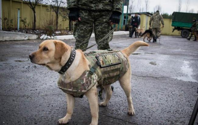 На прикордонному посту в Луганській області службових собак одягнені в бронежилети