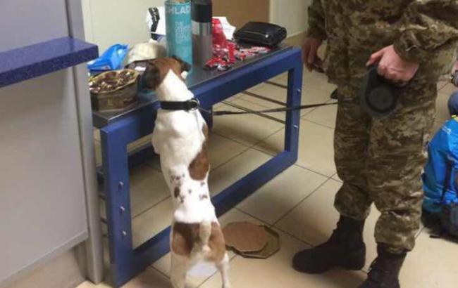 Пес-пограничник нашел конфеты с кокаином в одесском аэропорту