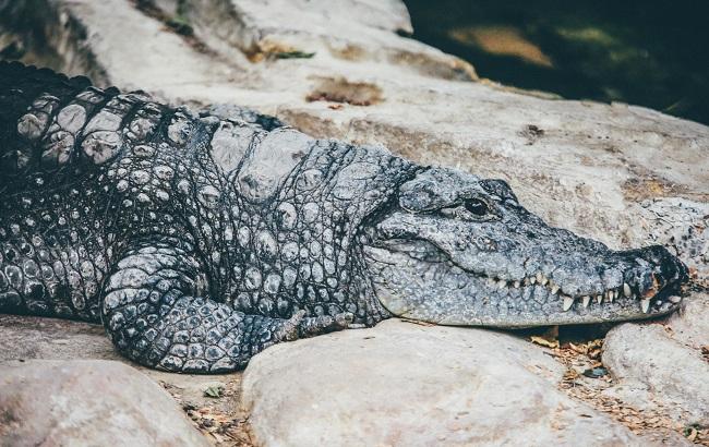 В США девочка чудом спаслась от агрессивного крокодила