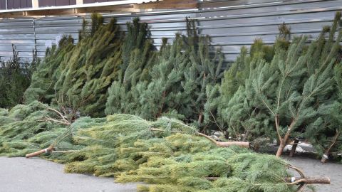 Праздник приближается: в Киеве придумали, как бороться с похитителями елок (видео)