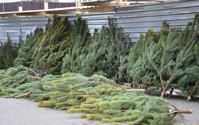 Свято наближається: у Києві придумали, як боротися з викрадачами ялинок (відео)