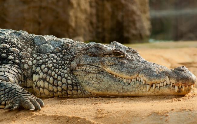 В Мексике мэр города вступил в брак с крокодилом