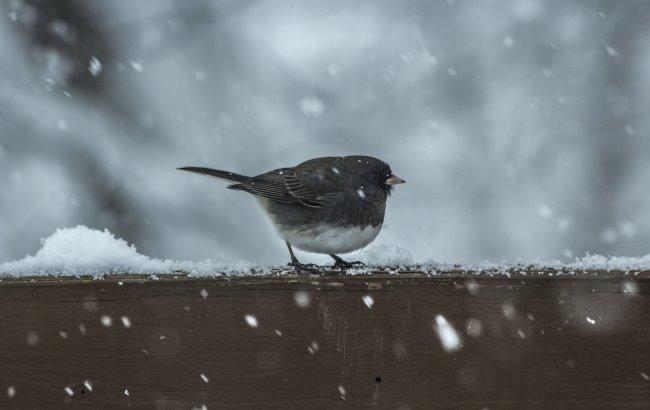 "Циклон заведе "ліб'ямо": синоптик попередила про морози