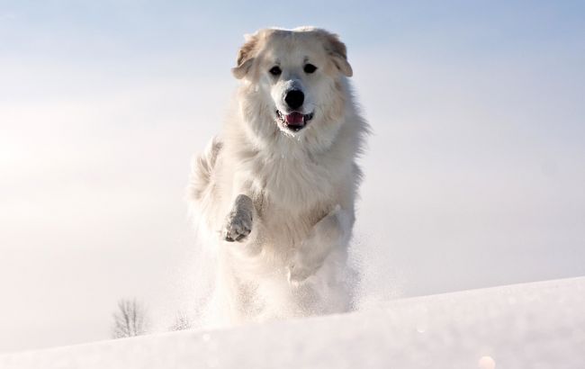 Погода на завтра: на западе Украины ожидается снег, температура до -12