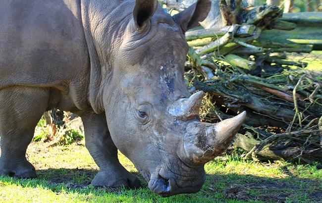 Смерть останнього: вчені спробують врятувати вигляд білих носорогів (відео)